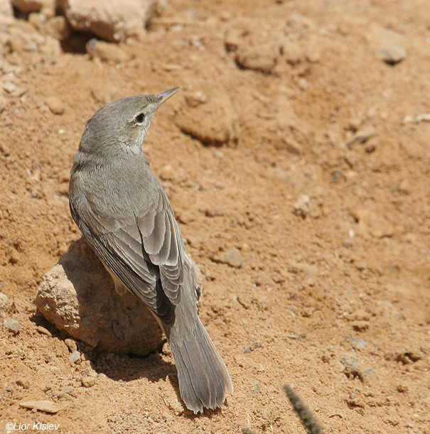 שיחנית גדולה   Upcher's Warbler Hippolais languida                           נאות סמדר,הערבה,מאי 2008